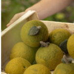 Sarahs Silks 14.jpg Sarahs Silks 14.jpg