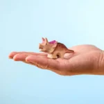 Triceratops Set6779 E1721905043638.webp Triceratops Set6779 E1721905043638.webp