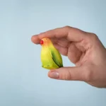 Green Lovebird7561 E1740394843578.webp Green Lovebird7561 E1740394843578.webp