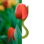Tulip3