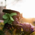 Krokusy Druk 18 Krokusy Druk 18