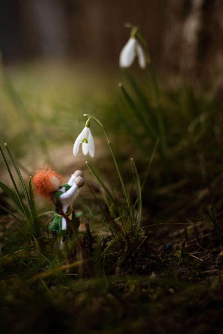 Krokusy Druk 5 Krokusy Druk 5