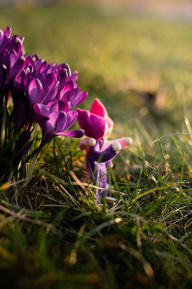 Krokusy Druk 8