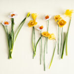 2446 Endless Flower, Daffodil, Yellow 2446 Endless Flower, Daffodil, Yellow