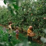 26 286 Fruits (11) 26 286 Fruits (11)