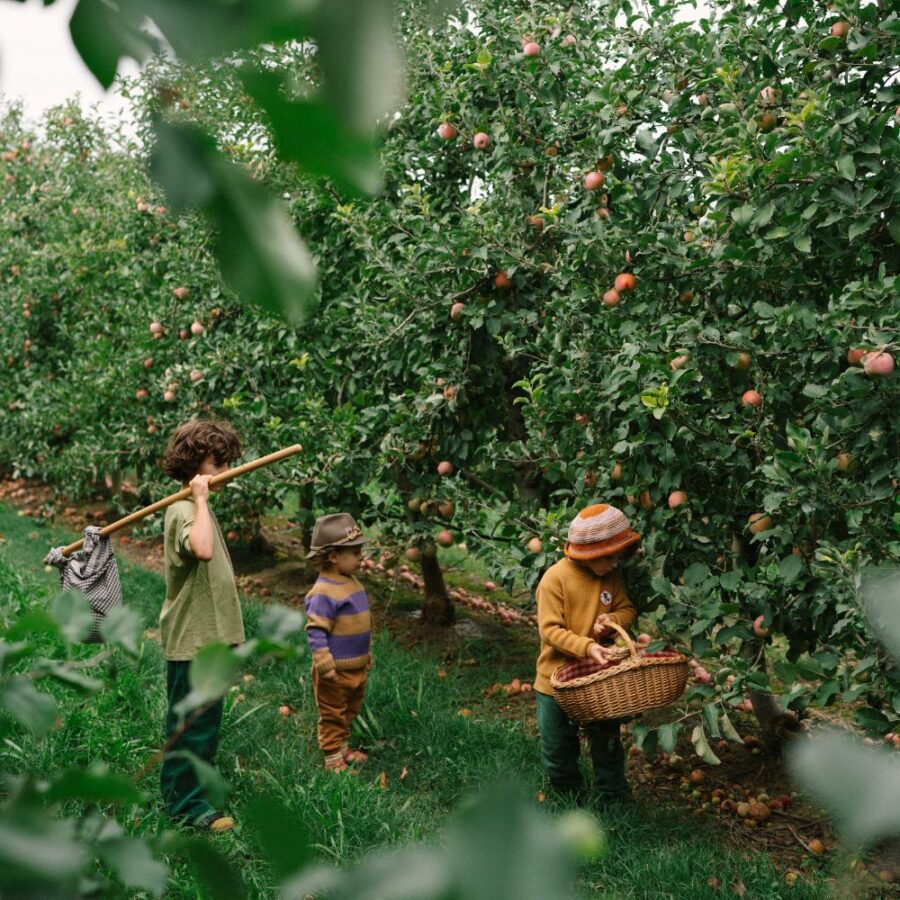 26 286 Fruits (11) 26 286 Fruits (11)