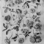 Ovo Silverprints Rosesherbariumii1 40544429 938a 46e1 85a3 D73d2ee2ba41 Ovo Silverprints Rosesherbariumii1 40544429 938a 46e1 85a3 D73d2ee2ba41