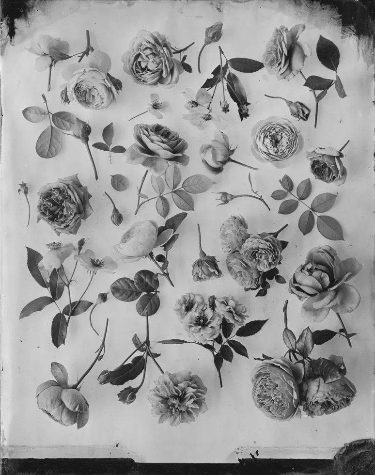 Ovo Silverprints Rosesherbariumii1 40544429 938a 46e1 85a3 D73d2ee2ba41